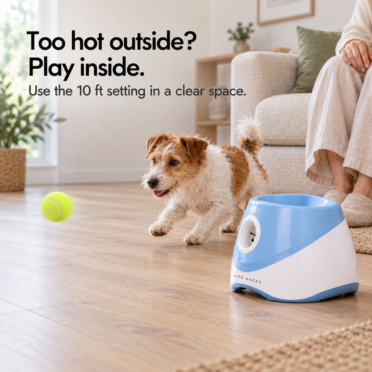 Dog starting to chase a launched ball indoors beside its seated owner