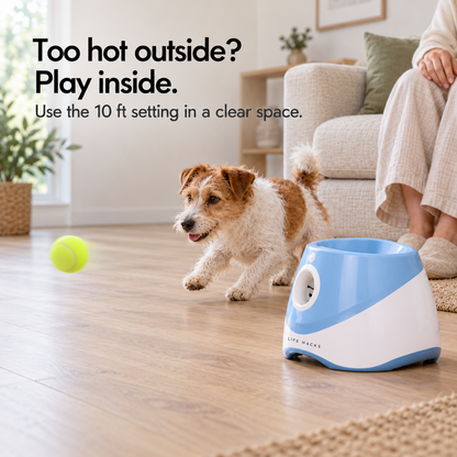 Dog starting to chase a launched ball indoors beside its seated owner