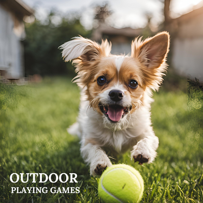 Tennis Balls for Dogs