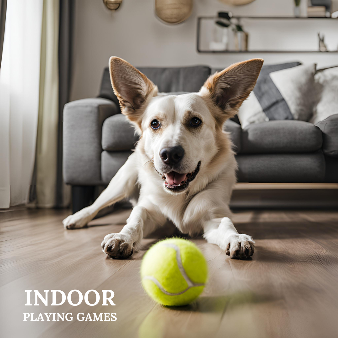 Tennis Balls for Dogs